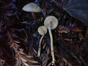  ( - HAY-F-006242)  @11 [ ] by (2023) Mandy Hackney Fungal Diversity Survey