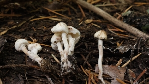  (Cystolepiota sp. CA06 - HAY-F-002277)  @11 [ ] by-nc (2023) Thea Chesney Fungal Diversity Survey
