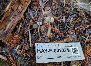  (Lyophyllum sp. PNW15 - HAY-F-002279)  @11 [ ] by-nc (2023) Thea Chesney Fungal Diversity Survey