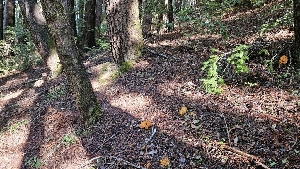  ( - HAY-F-002280)  @11 [ ] by-nc (2023) Thea Chesney Fungal Diversity Survey