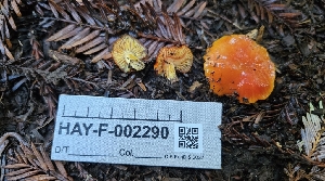  ( - HAY-F-002290)  @11 [ ] by-nc (2023) Thea Chesney Fungal Diversity Survey