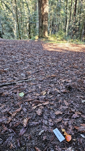  ( - HAY-F-002290)  @11 [ ] by-nc (2023) Thea Chesney Fungal Diversity Survey