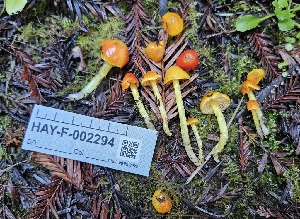  (Hygrocybe sp. fenestrata - HAY-F-002294)  @11 [ ] by-nc (2023) Thea Chesney Fungal Diversity Survey