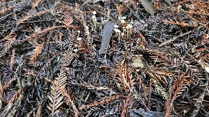  ( - HAY-F-002298)  @11 [ ] by-nc (2023) Thea Chesney Fungal Diversity Survey