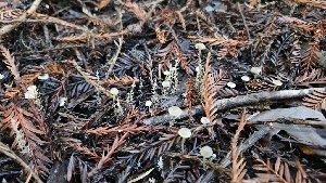  ( - HAY-F-002298)  @11 [ ] by-nc (2023) Thea Chesney Fungal Diversity Survey