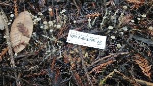  ( - HAY-F-002298)  @11 [ ] by-nc (2023) Thea Chesney Fungal Diversity Survey