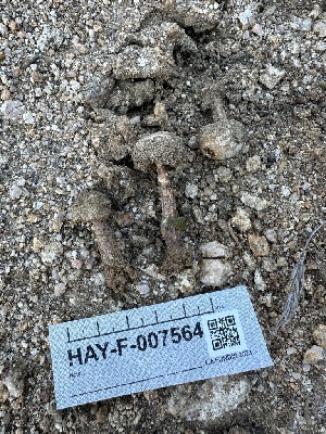  ( - HAY-F-007564)  @11 [ ] by-nc (2023) Bat Vardeh Fungal Diversity Survey