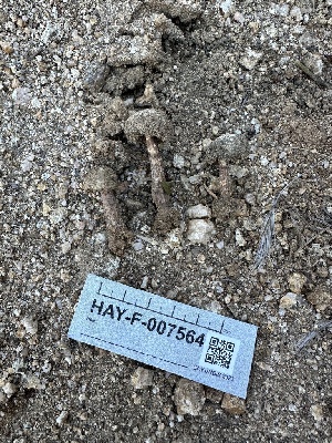  ( - HAY-F-007564)  @11 [ ] by-nc (2023) Bat Vardeh Fungal Diversity Survey