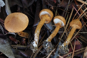  ( - HAY-F-008004)  @11 [ ] by-nc (2023) Warren Cardimona Fungal Diversity Survey