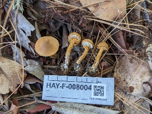 ( - HAY-F-008004)  @11 [ ] by-nc (2023) Warren Cardimona Fungal Diversity Survey