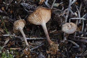  (Clitopilopsis sp. PNW02 - HAY-F-008006)  @11 [ ] by-nc (2023) Warren Cardimona Fungal Diversity Survey