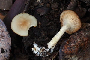  ( - HAY-F-007992)  @11 [ ] by-nc (2023) Warren Cardimona Fungal Diversity Survey