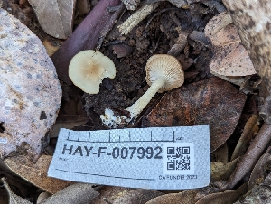  ( - HAY-F-007992)  @11 [ ] by-nc (2023) Warren Cardimona Fungal Diversity Survey