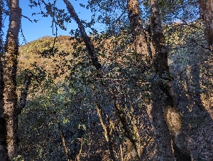  ( - HAY-F-007992)  @11 [ ] by-nc (2023) Warren Cardimona Fungal Diversity Survey
