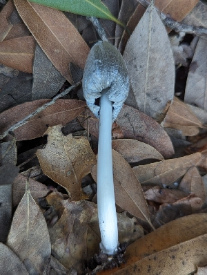  ( - HAY-F-008026)  @11 [ ] by-nc (2023) Warren Cardimona Fungal Diversity Survey