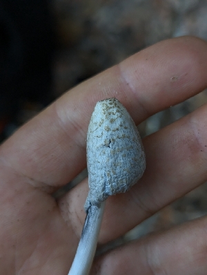  ( - HAY-F-008026)  @11 [ ] by-nc (2023) Warren Cardimona Fungal Diversity Survey