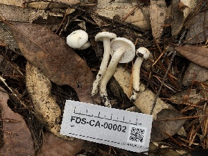  ( - FDS-CA-00002)  @11 [ ] by-nc (2023) Dean Lyons Fungal Diversity Survey
