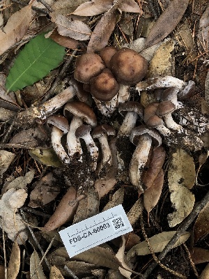  ( - FDS-CA-00003)  @11 [ ] by-nc (2023) Dean Lyons Fungal Diversity Survey