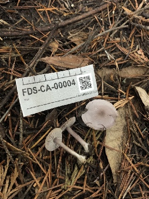  ( - FDS-CA-00004)  @11 [ ] by-nc (2023) Dean Lyons Fungal Diversity Survey