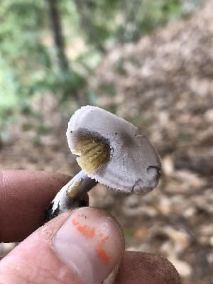  ( - FDS-CA-00004)  @11 [ ] by-nc (2023) Dean Lyons Fungal Diversity Survey