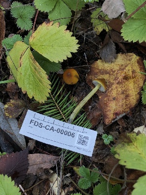 ( - FDS-CA-00006)  @11 [ ] by-nc (2023) Dean Lyons Fungal Diversity Survey