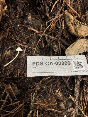  ( - FDS-CA-00009)  @11 [ ] by-nc (2023) Dean Lyons Fungal Diversity Survey