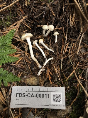  ( - FDS-CA-00011)  @11 [ ] by-nc (2023) Dean Lyons Fungal Diversity Survey
