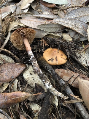  ( - FDS-CA-00014)  @11 [ ] by-nc (2023) Dean Lyons Fungal Diversity Survey