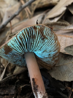  ( - FDS-CA-00014)  @11 [ ] by-nc (2023) Dean Lyons Fungal Diversity Survey