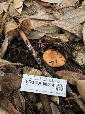  ( - FDS-CA-00014)  @11 [ ] by-nc (2023) Dean Lyons Fungal Diversity Survey
