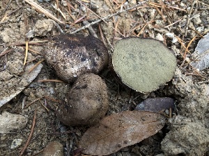  ( - FDS-CA-00016)  @11 [ ] by-nc (2023) Dean Lyons Fungal Diversity Survey