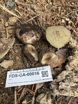  ( - FDS-CA-00016)  @11 [ ] by-nc (2023) Dean Lyons Fungal Diversity Survey