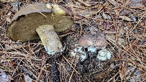  (Suillus brunnescens - FDS-CA-00411)  @11 [ ] by-nc (2023) Thea Chesney Fungal Diversity Survey
