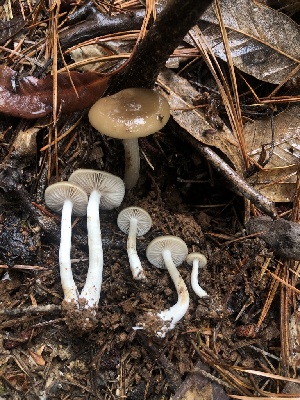  ( - FDS-CA-00021)  @11 [ ] by-nc (2023) Dean Lyons Fungal Diversity Survey
