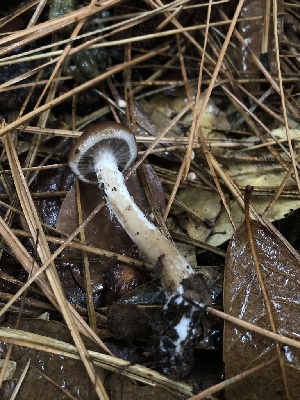  ( - FDS-CA-00026)  @11 [ ] by-nc (2023) Dean Lyons Fungal Diversity Survey