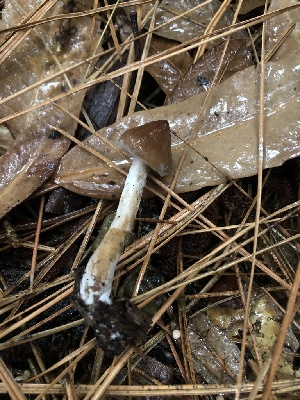  ( - FDS-CA-00026)  @11 [ ] by-nc (2023) Dean Lyons Fungal Diversity Survey
