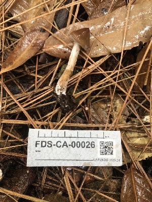  ( - FDS-CA-00026)  @11 [ ] by-nc (2023) Dean Lyons Fungal Diversity Survey