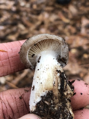  ( - FDS-CA-00029)  @11 [ ] by-nc (2023) Dean Lyons Fungal Diversity Survey