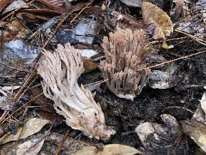  (Ramaria spinulosa - FDS-CA-00030)  @11 [ ] by-nc (2023) Dean Lyons Fungal Diversity Survey