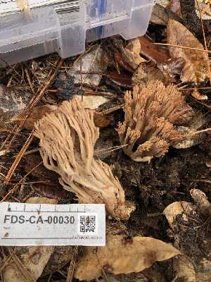  ( - FDS-CA-00030)  @11 [ ] by-nc (2023) Dean Lyons Fungal Diversity Survey
