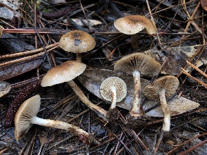  ( - FDS-CA-00031)  @11 [ ] by-nc (2023) Dean Lyons Fungal Diversity Survey