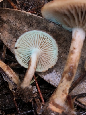  ( - FDS-CA-00031)  @11 [ ] by-nc (2023) Dean Lyons Fungal Diversity Survey