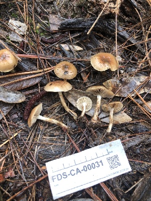 ( - FDS-CA-00031)  @11 [ ] by-nc (2023) Dean Lyons Fungal Diversity Survey