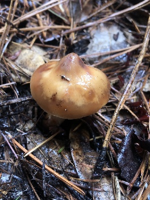  ( - FDS-CA-00023)  @11 [ ] by-nc (2023) Dean Lyons Fungal Diversity Survey
