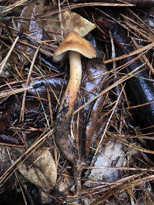  ( - FDS-CA-00023)  @11 [ ] by-nc (2023) Dean Lyons Fungal Diversity Survey