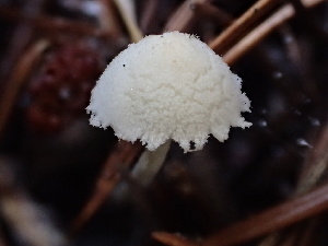  (Cystolepiota sp. seminuda-PNW02 - FDS-CA-00009)  @11 [ ] by-nc (2023) Dean Lyons Fungal Diversity Survey