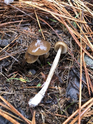  ( - FDS-CA-00033)  @11 [ ] by-nc (2023) Dean Lyons Fungal Diversity Survey