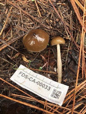  ( - FDS-CA-00033)  @11 [ ] by-nc (2023) Dean Lyons Fungal Diversity Survey