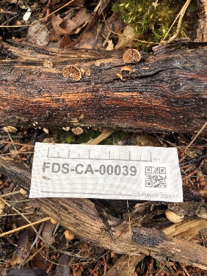  ( - FDS-CA-00039)  @11 [ ] by-nc (2023) Dean Lyons Fungal Diversity Survey
