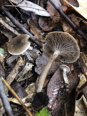  (Clitocybe sp. CA05 - FDS-CA-00043)  @11 [ ] by-nc (2023) Dean Lyons Fungal Diversity Survey